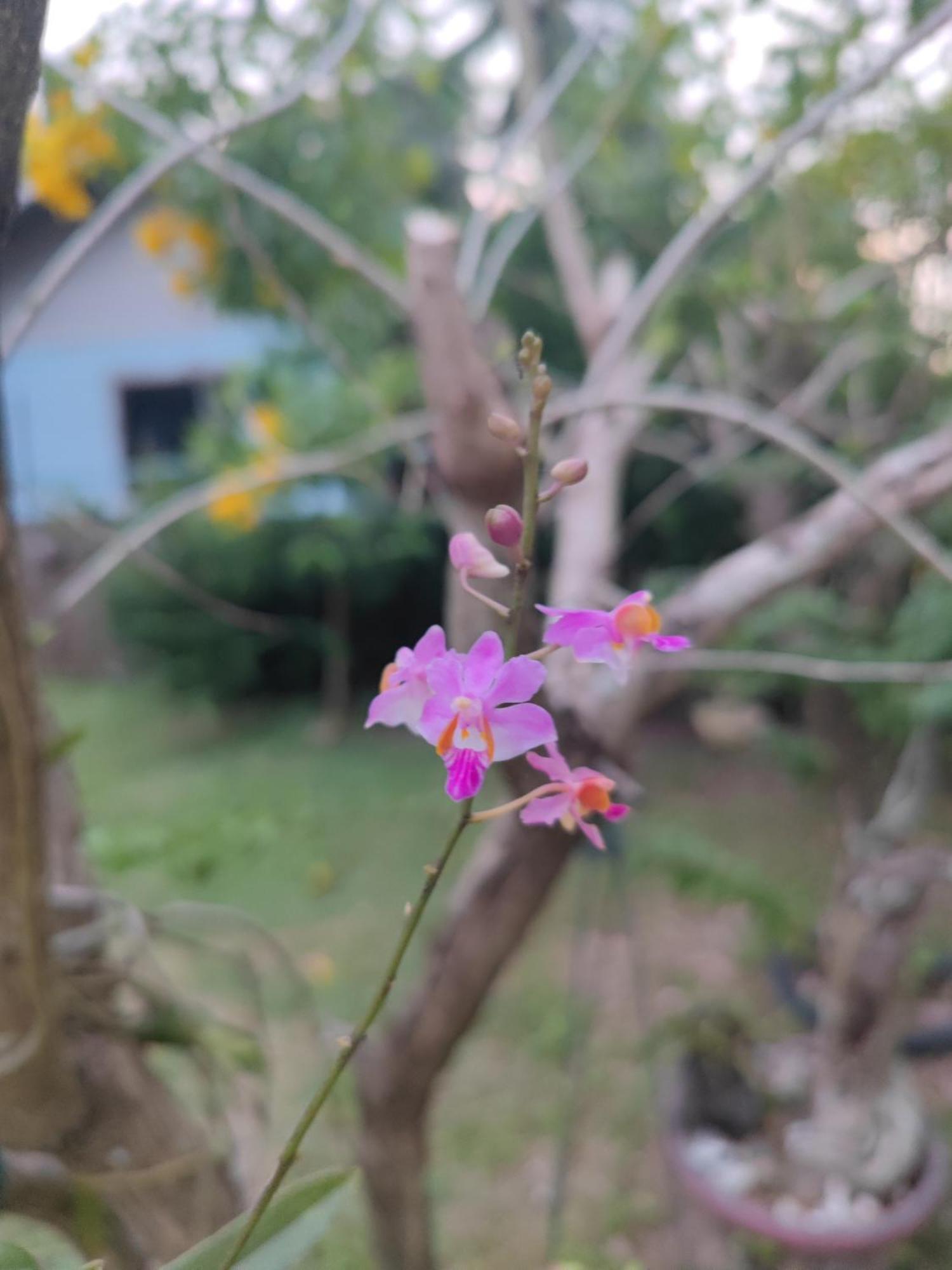 The Secret Garden Homestay Koh Yao Yai Ko Yao Buitenkant foto