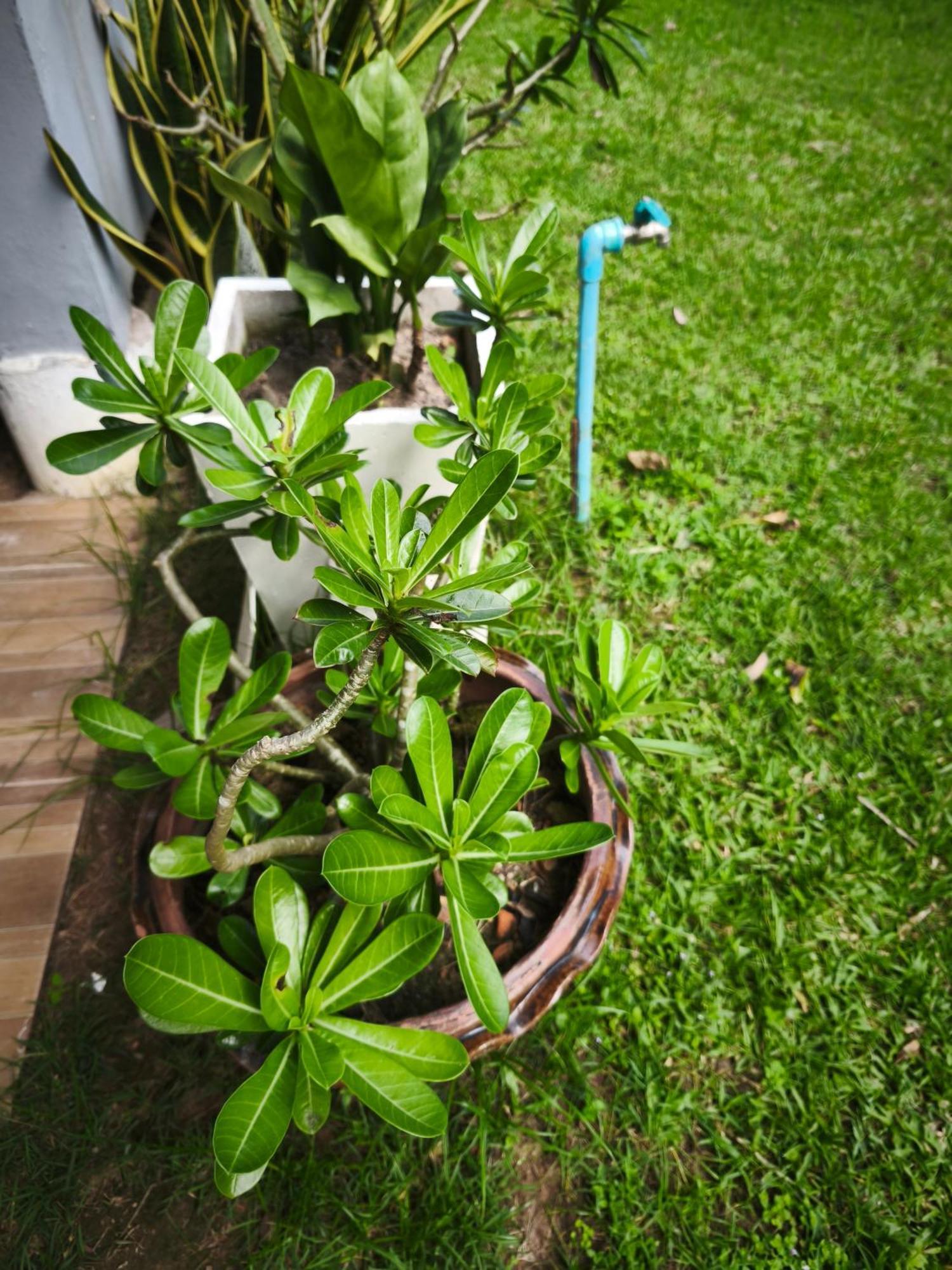 The Secret Garden Homestay Koh Yao Yai Ko Yao Buitenkant foto