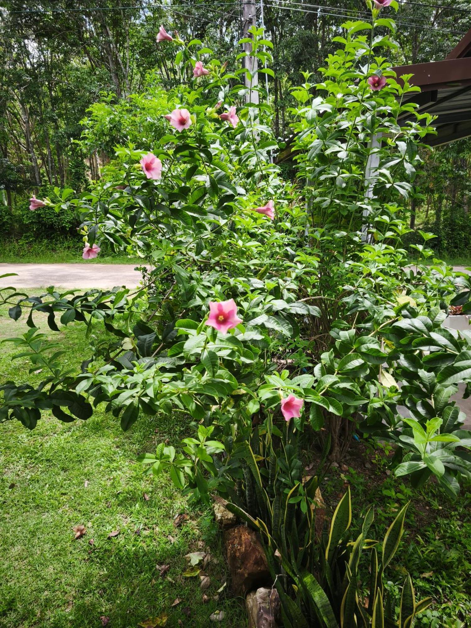 The Secret Garden Homestay Koh Yao Yai Ko Yao Buitenkant foto